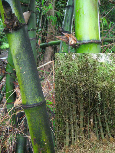 Bambusa Blumeana
